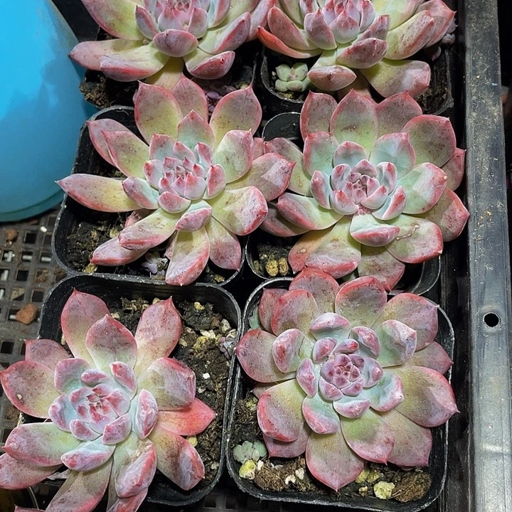 豆蔻2.8到盆土发货