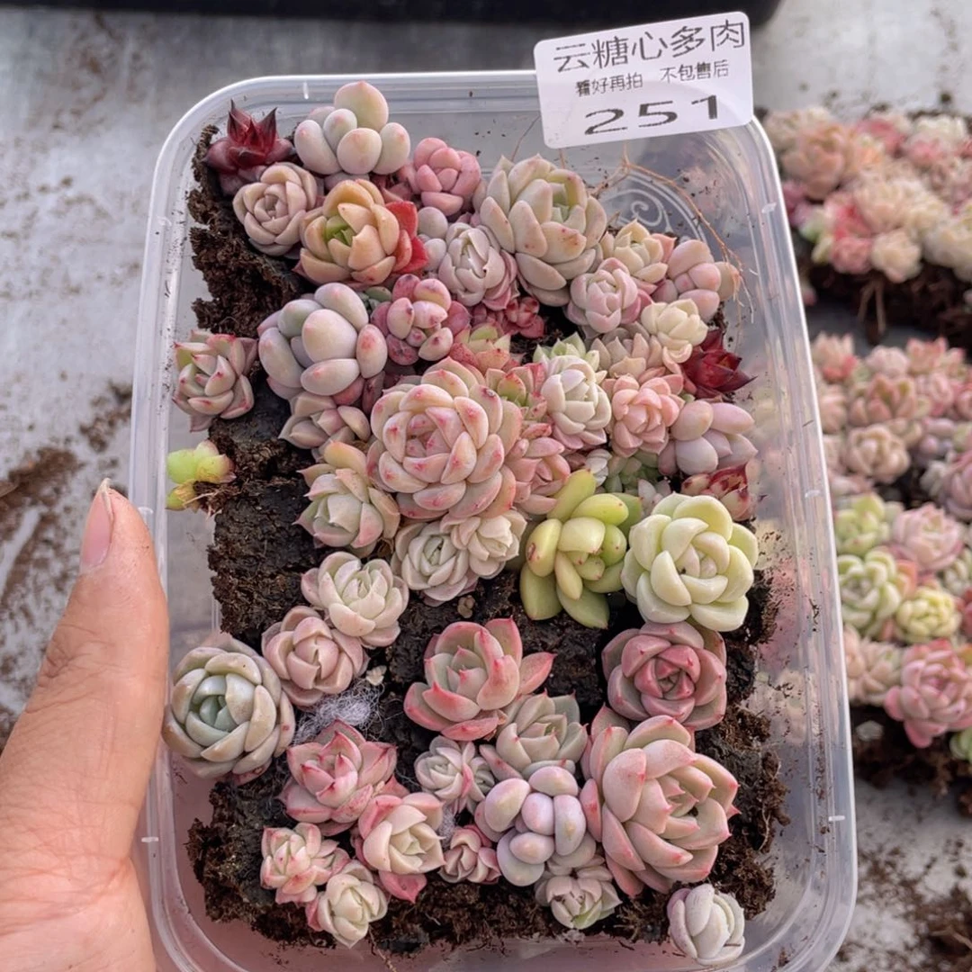 云糖心多肉植物251