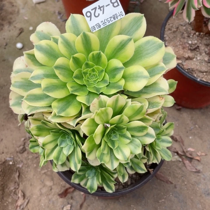 426金丝多肉12345678