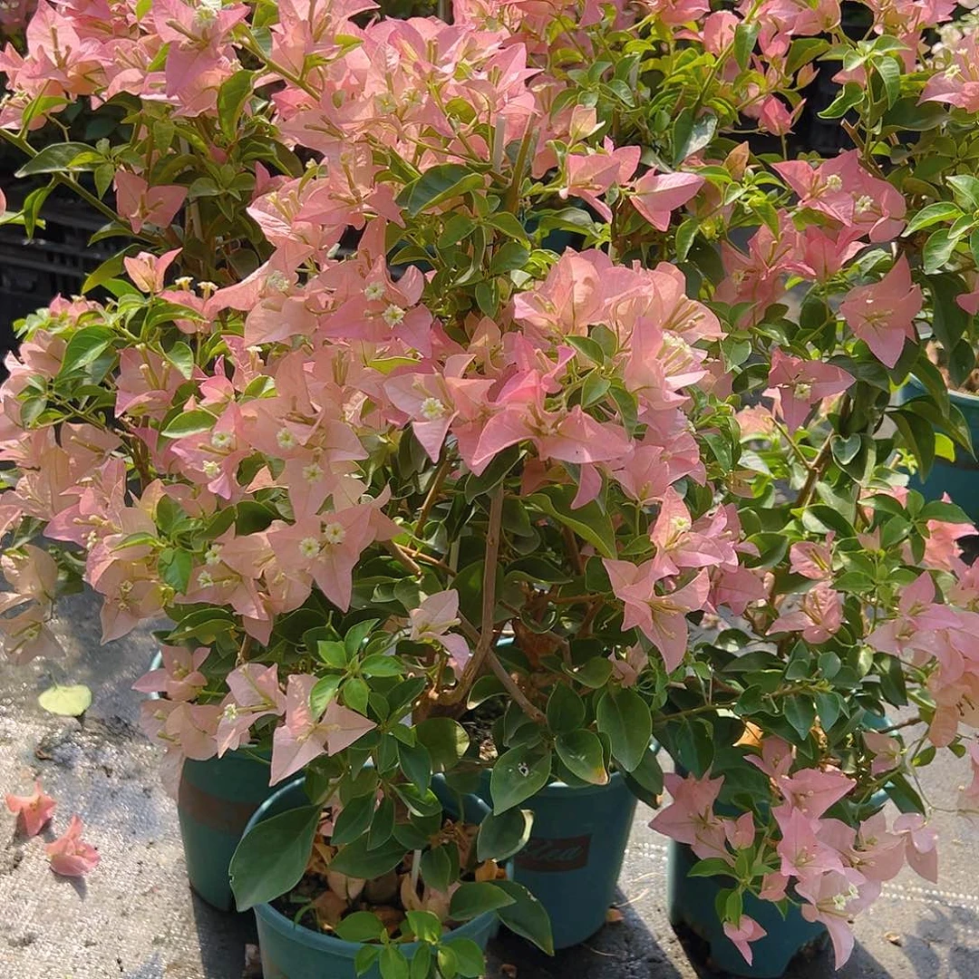 当前无花栽培后可以开花卡亚塔带竹一棵