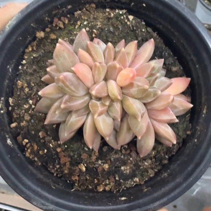 美人杂交 一物一拍