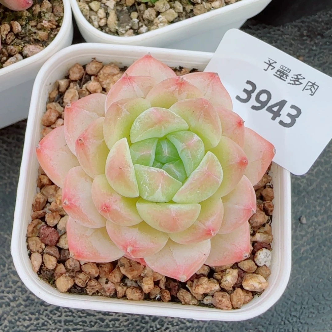 美心福利，3943多肉植物