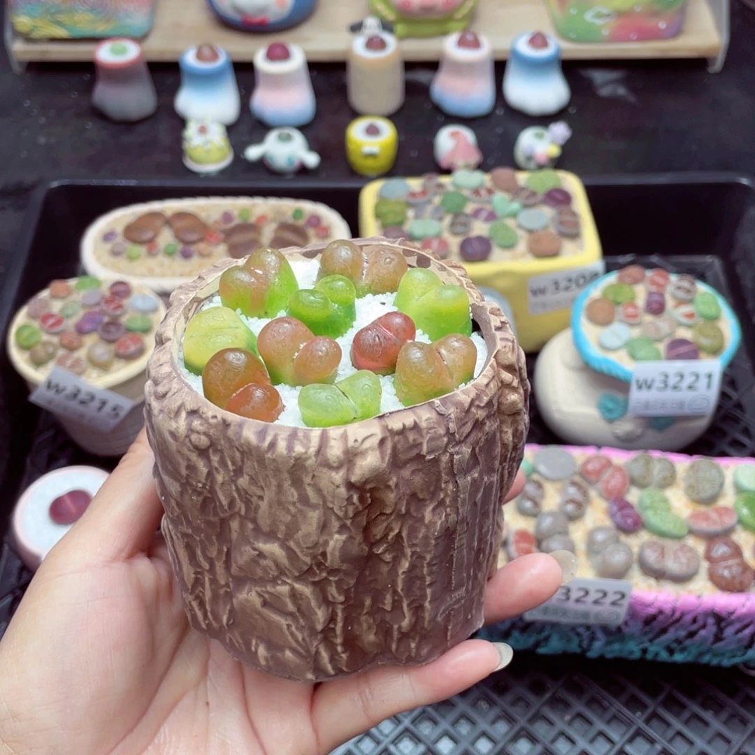 w3223 带盆土发货一物一拍