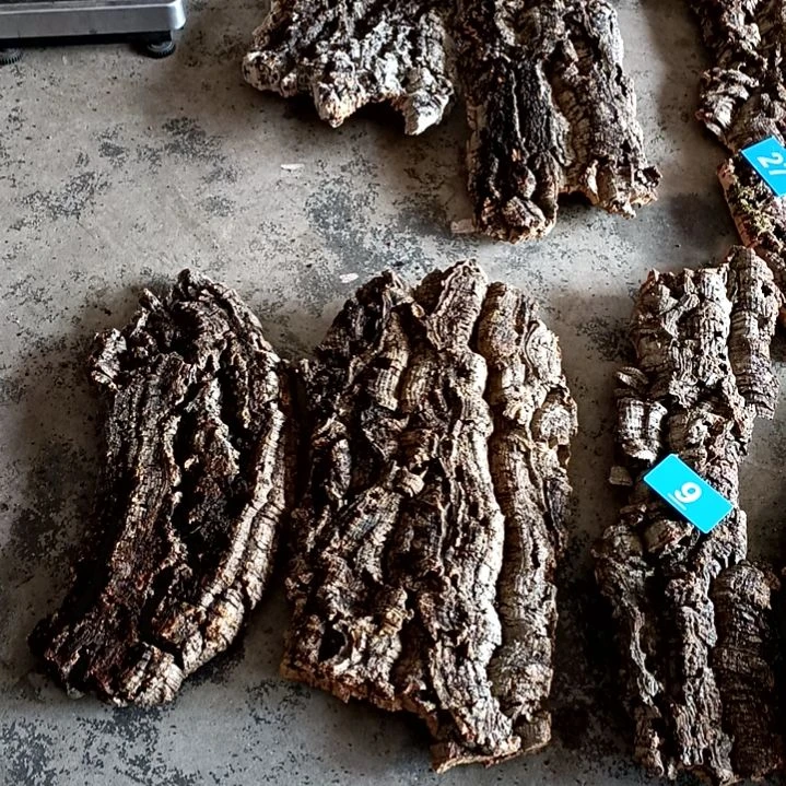 木一物一拍一物一发