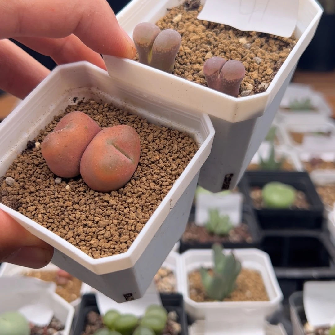 8,27福利多肉植物41