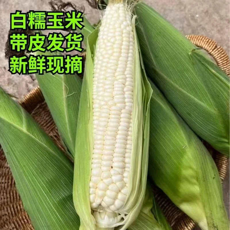 【自种现摘】广西农家新鲜甜糯玉米优质当季嫩苞谷香糯清甜食用蒸煮