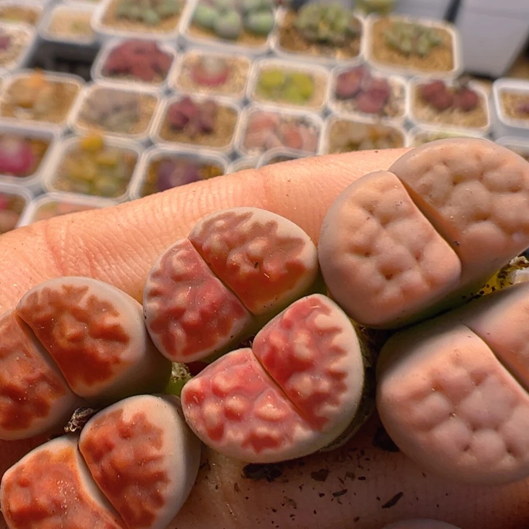 渡*36多肉植物百科知识