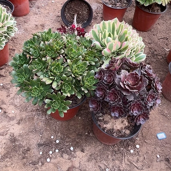 027多肉植物瑕疵特价，