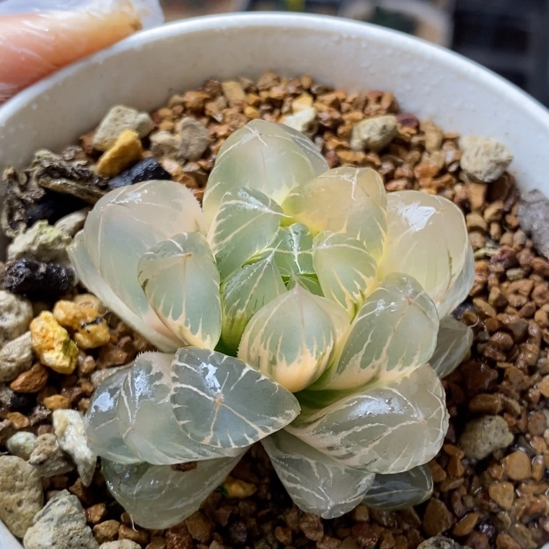 糊斑水晶x冰川玉露锦