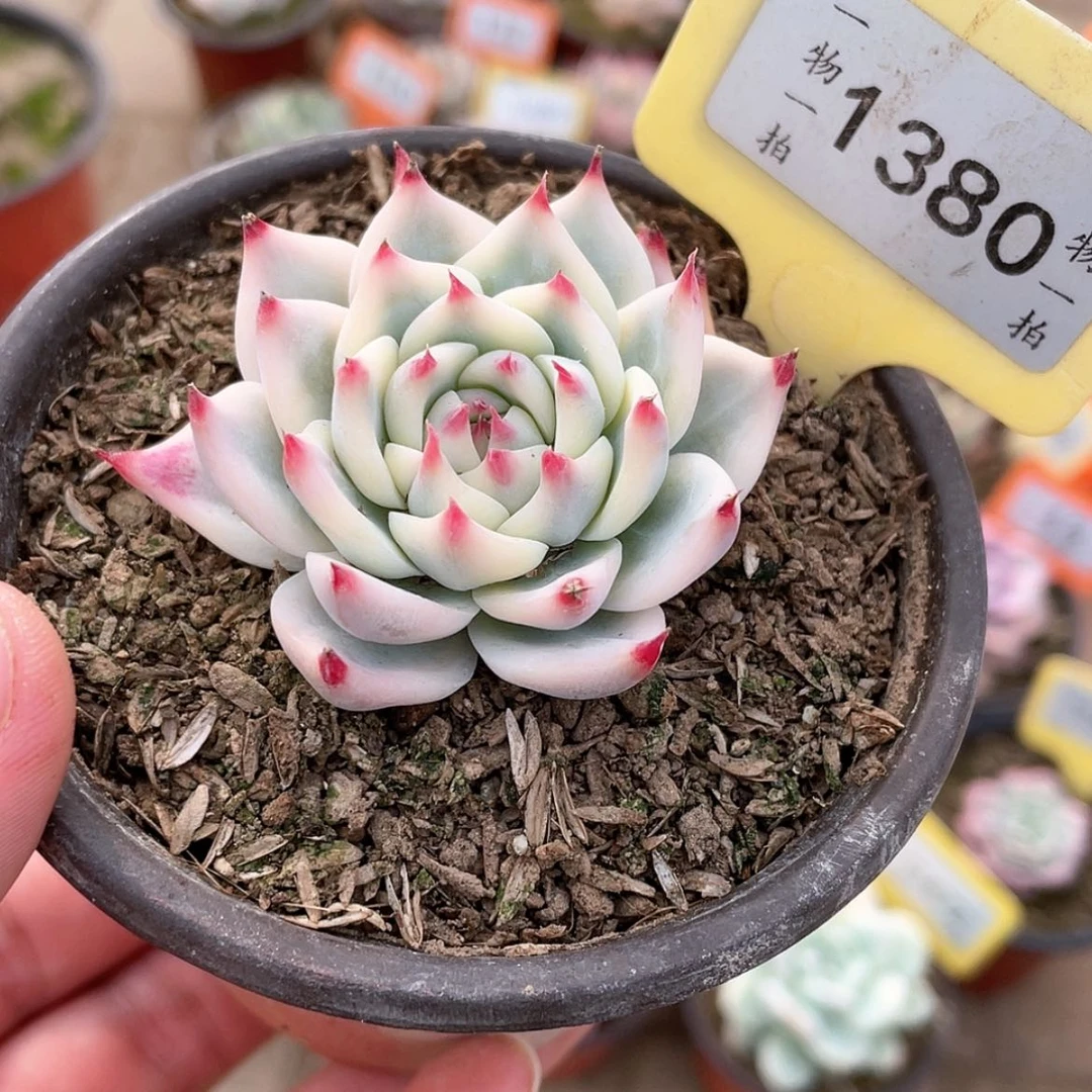 【闪购商品】1380号