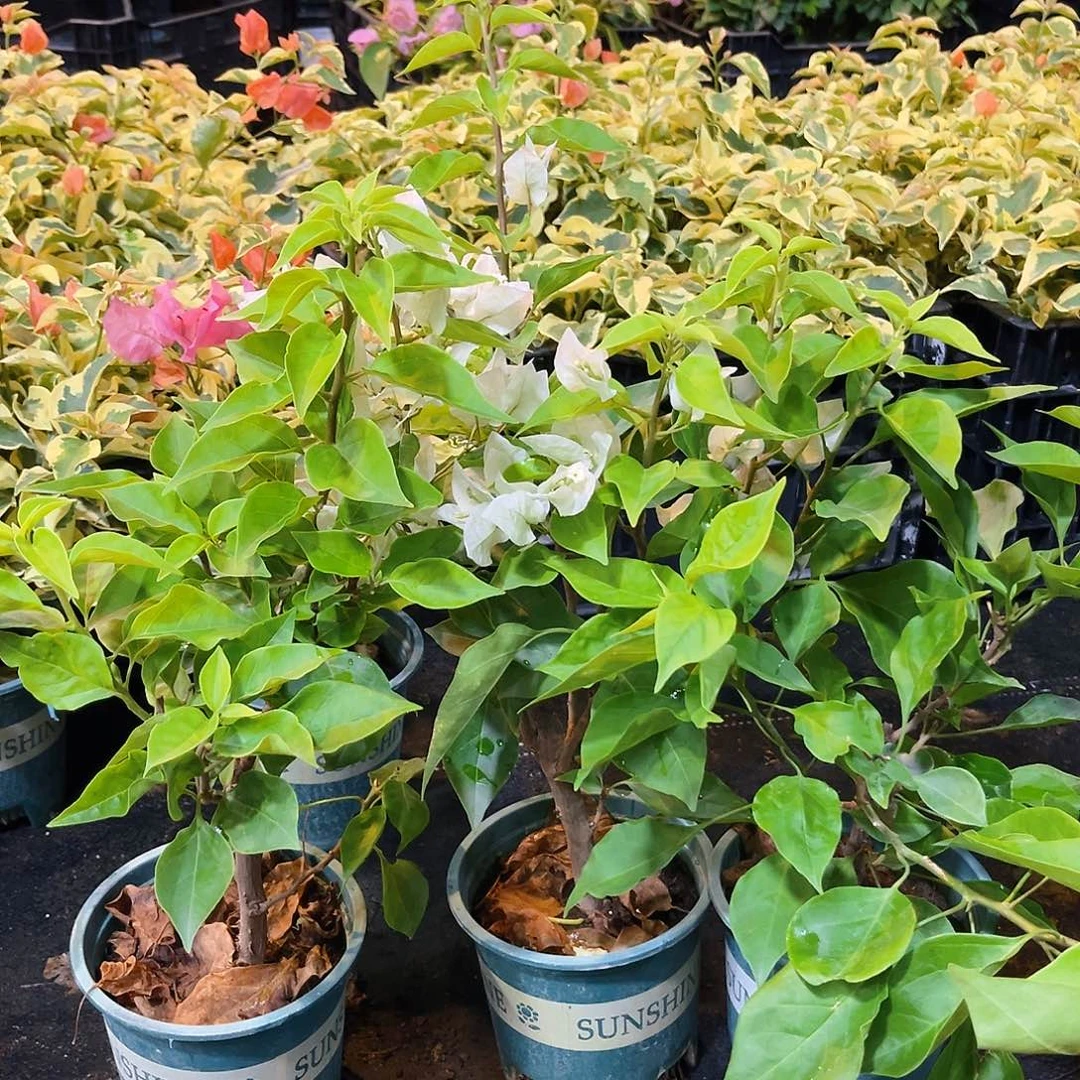 当前无花栽培后可以开花维拉白掌中宝一颗