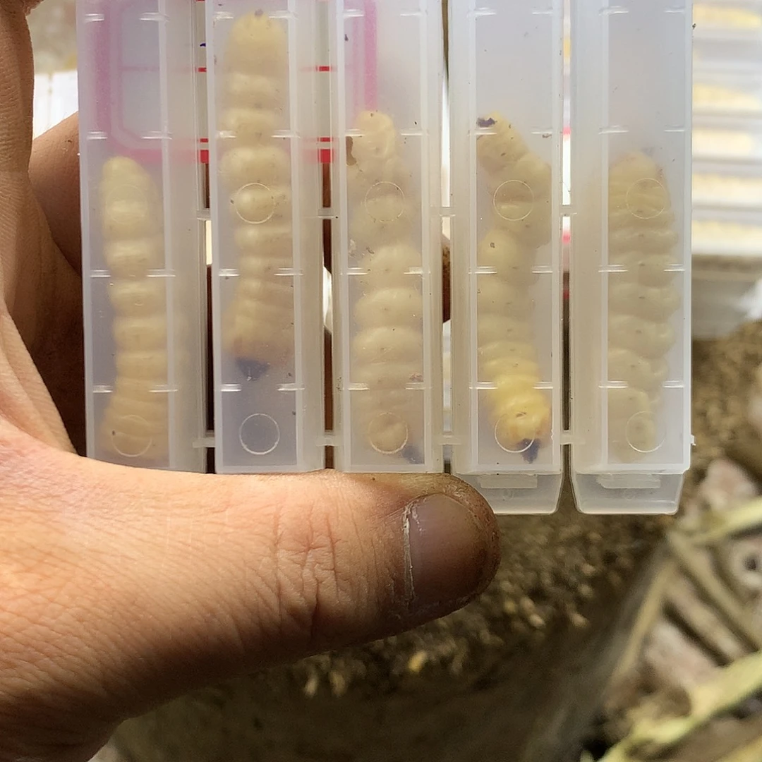 野生云实树斗米虫