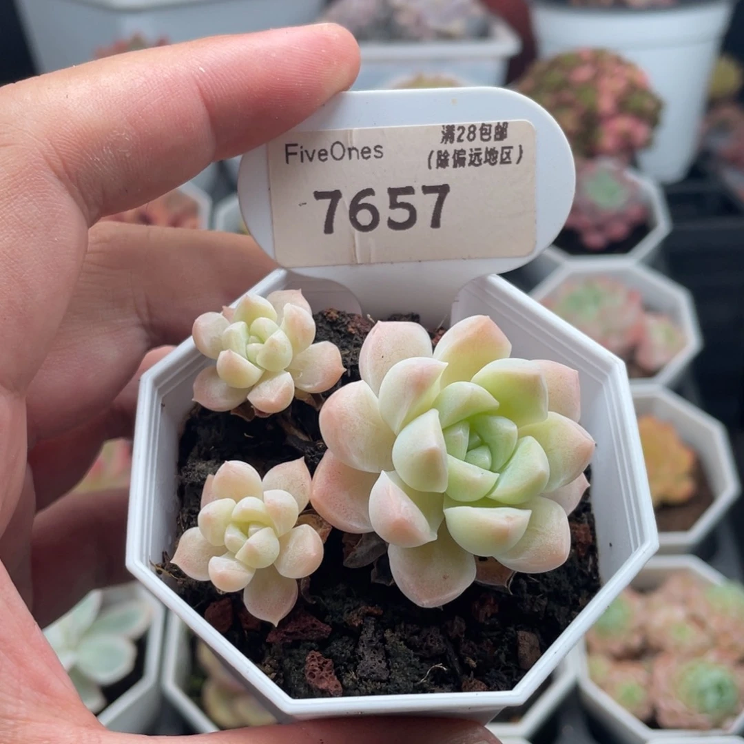白雪7657-5.5厘米