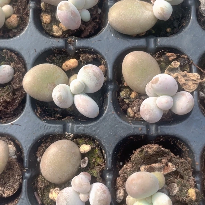 水光奶发3颗满18包邮