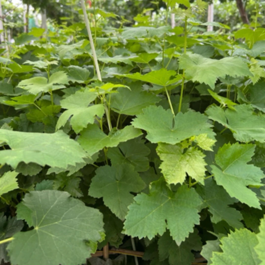 葡萄苗盆栽地栽阳台庭院花园植物