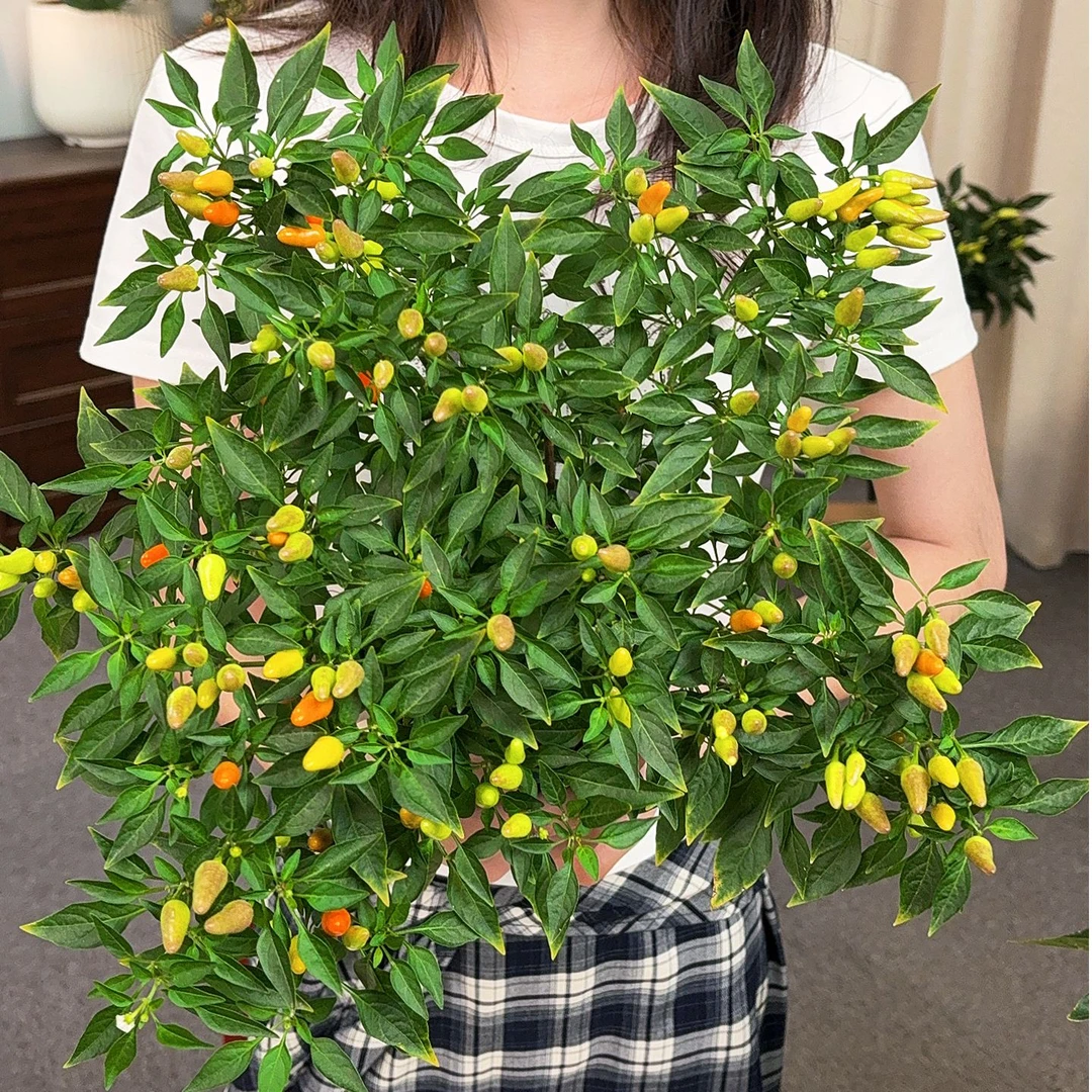 【星橙】辣椒盆栽带果可食用阳台植物小彩椒朝天椒四季开花结果