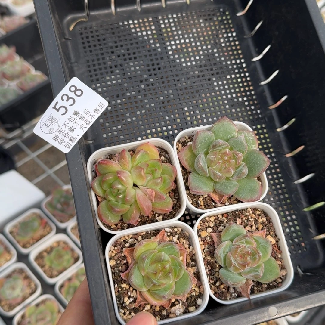 如图538白方珍妮一份不售后