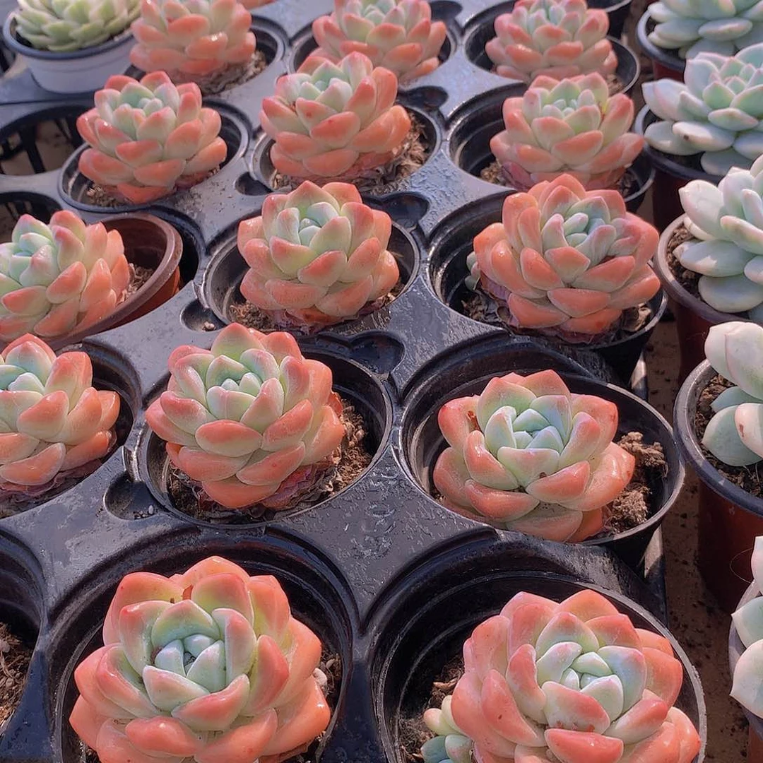 韩冰23567889999900