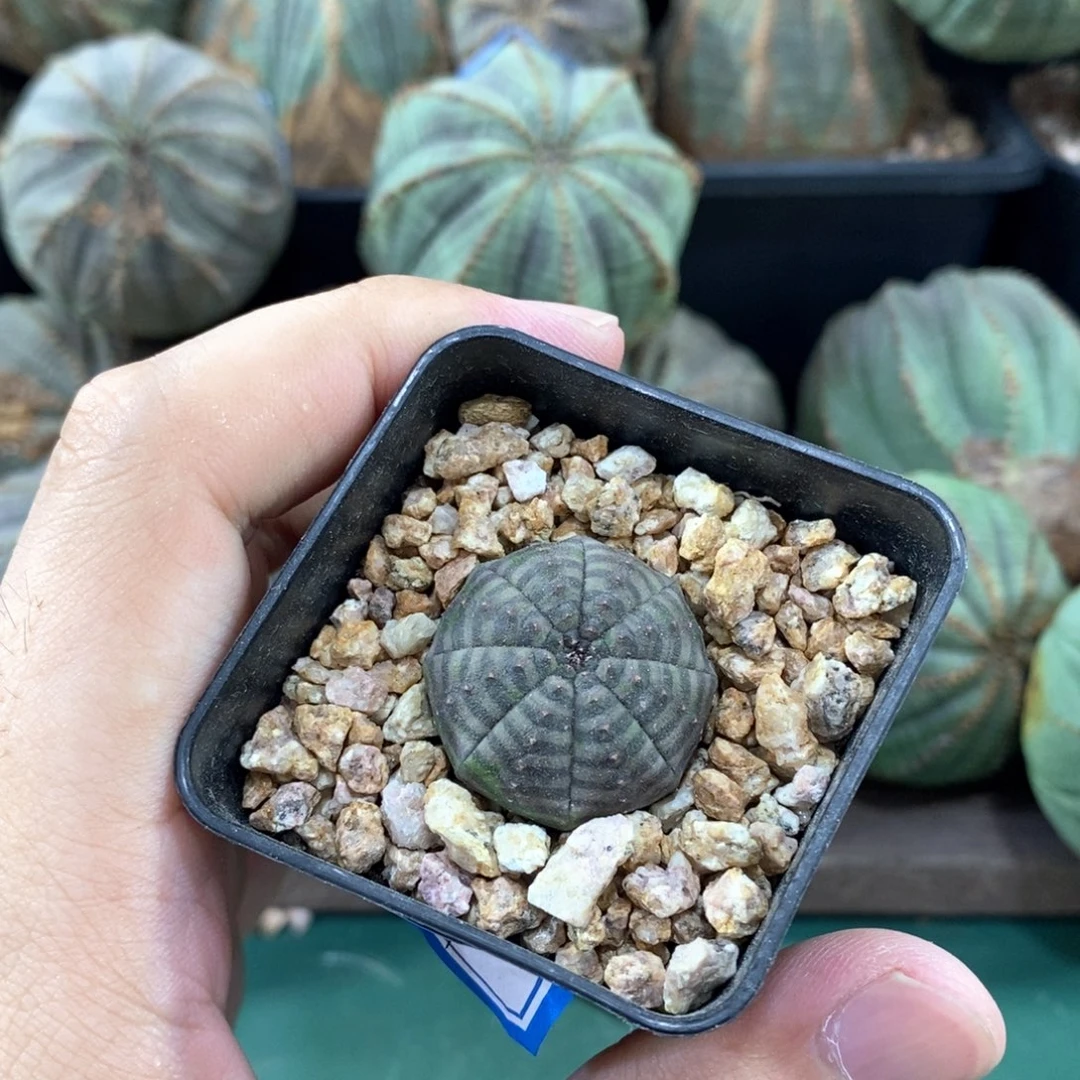 欧系实生布纹球多肉植物