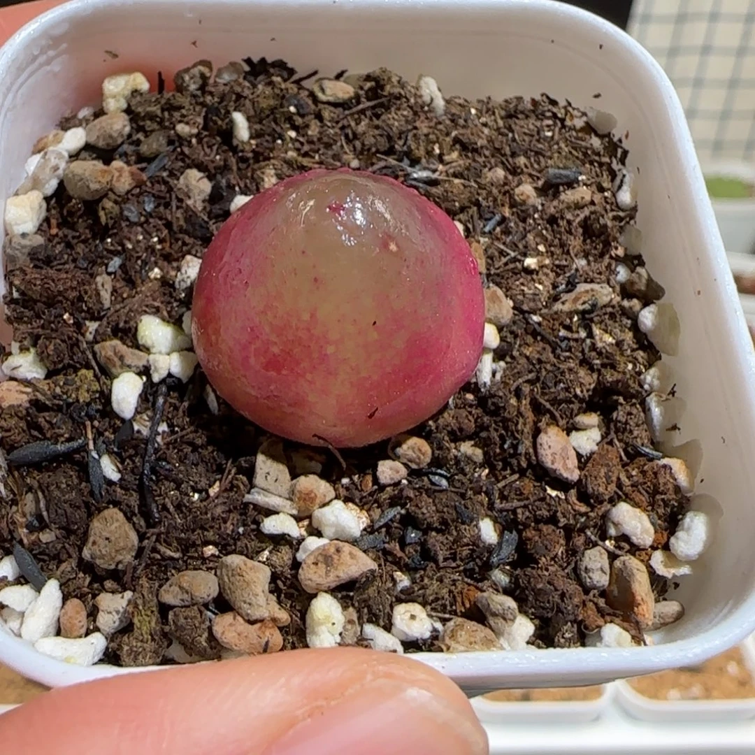 肉锥多肉植物组合-灯泡532