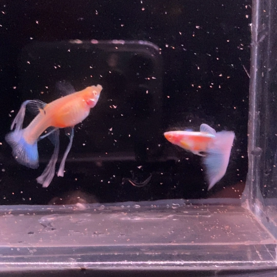 孔雀鱼蓝白绣球一对