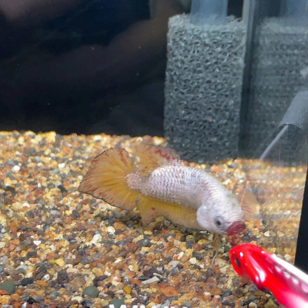 斗鱼18号万兰达公