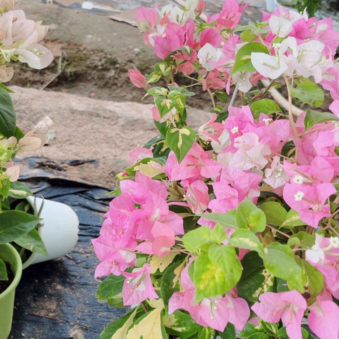 完全开放三角梅橙白