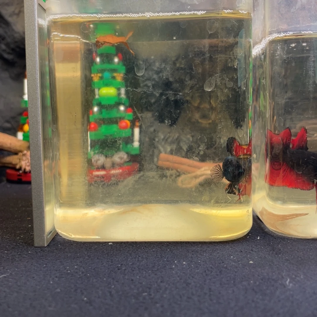 斗鱼十二月十一日竞价