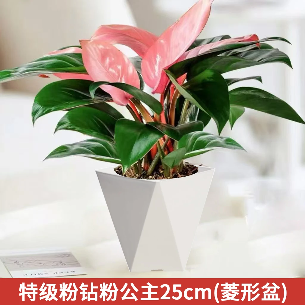 粉刚果蔓绿绒室内绿植吸甲醛净化空气观叶植物粉公主粉色植物