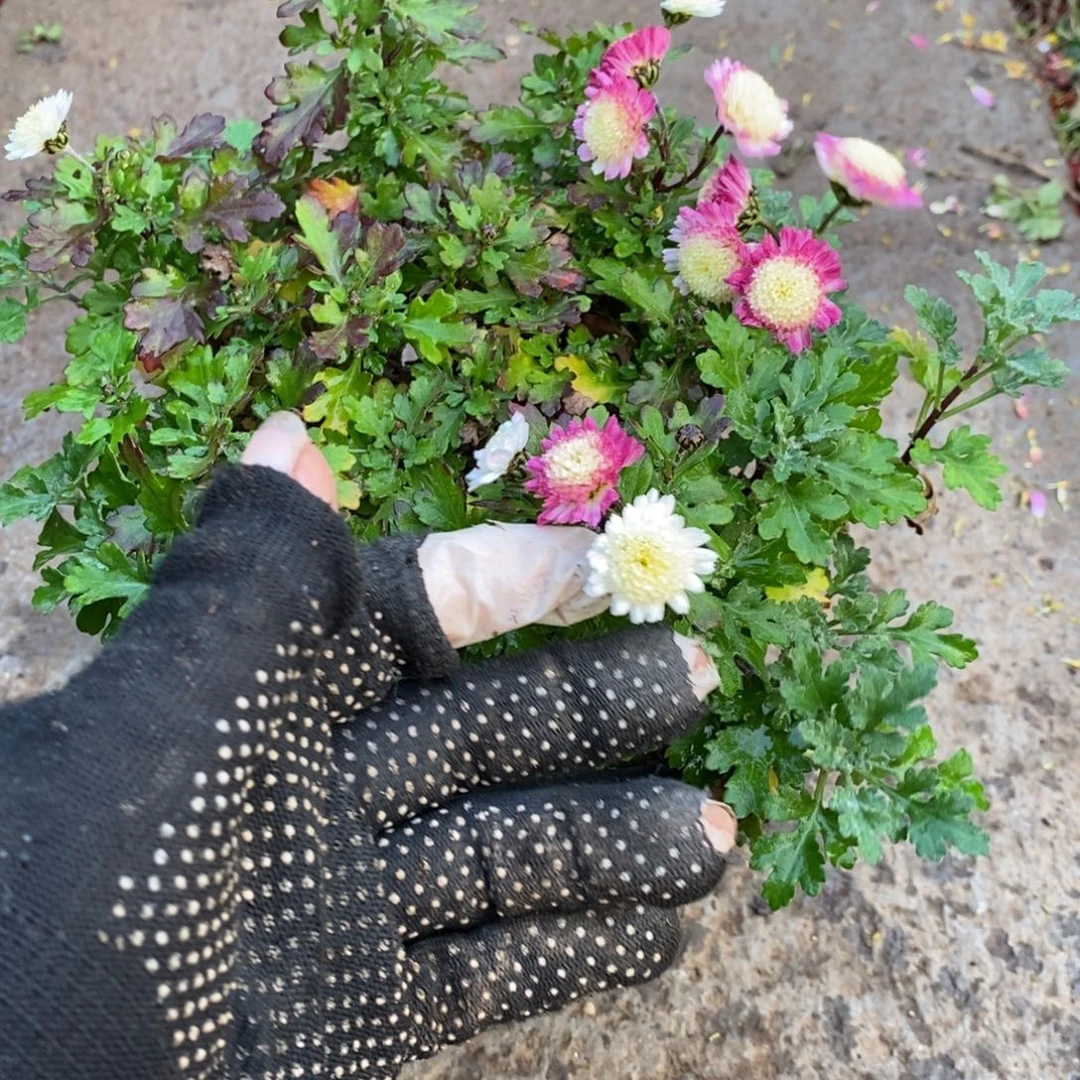 五***味无花朵盆景根据45