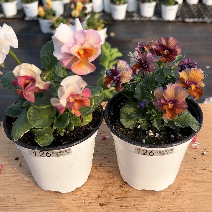 水晶抖音直播闪拍126