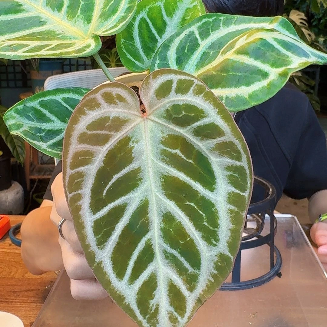 完全开放O102红水晶杂狂想曲