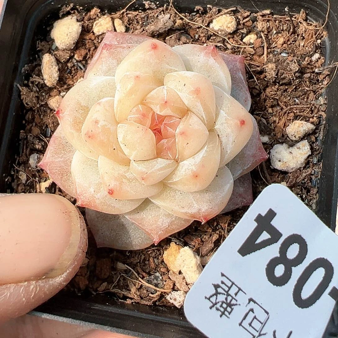 小卡拉米糖心一物一拍10-84