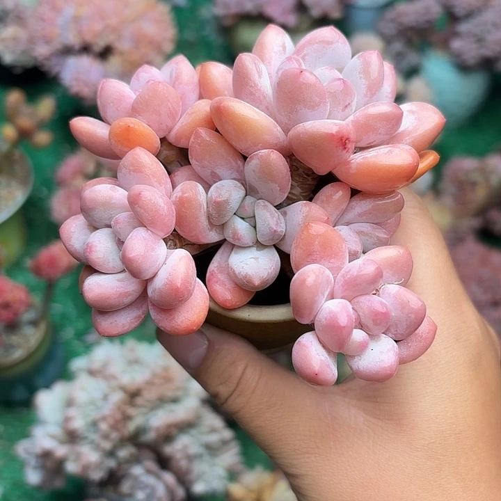 香水宝贝一颗一物一拍