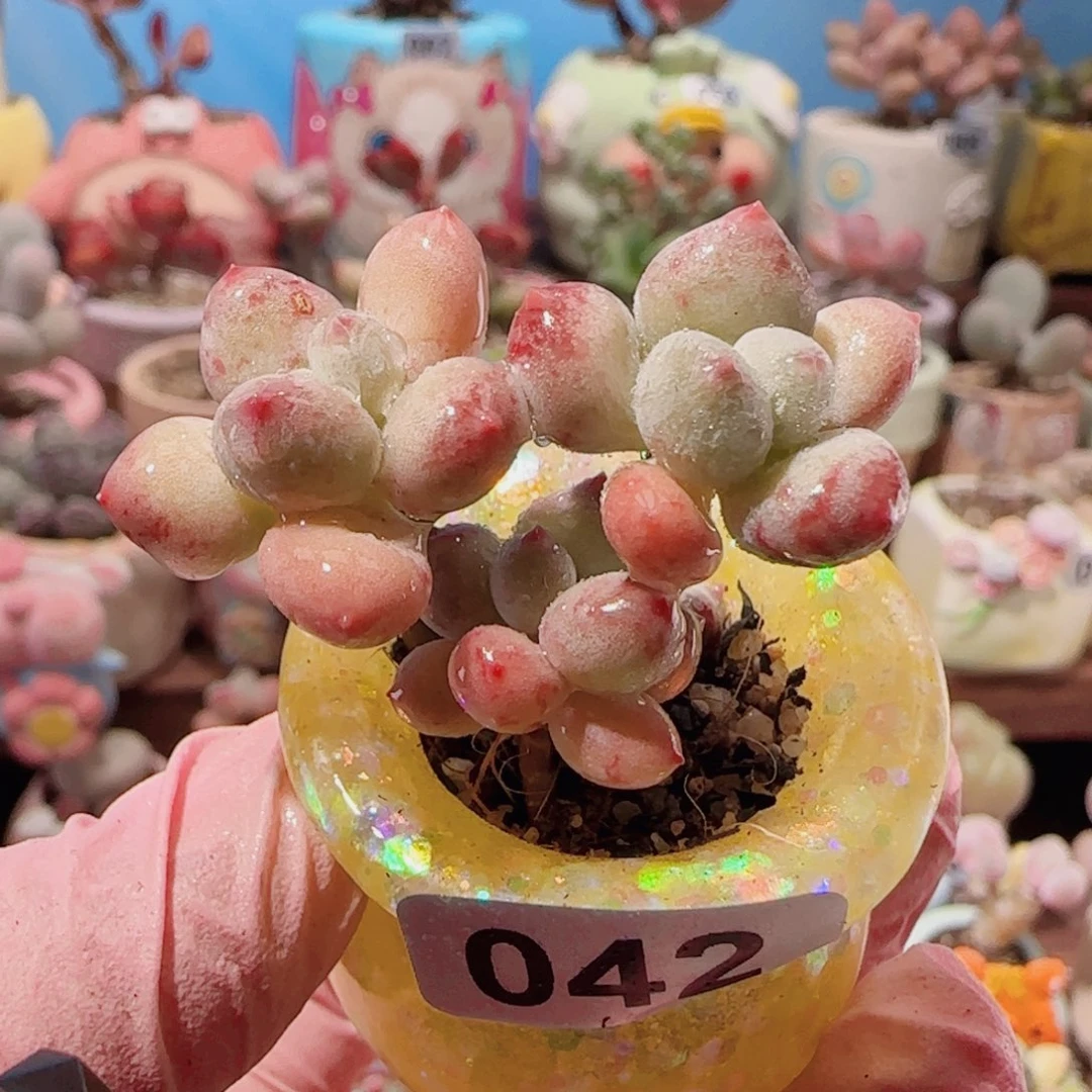 T彩虹奶盆口2.5cm