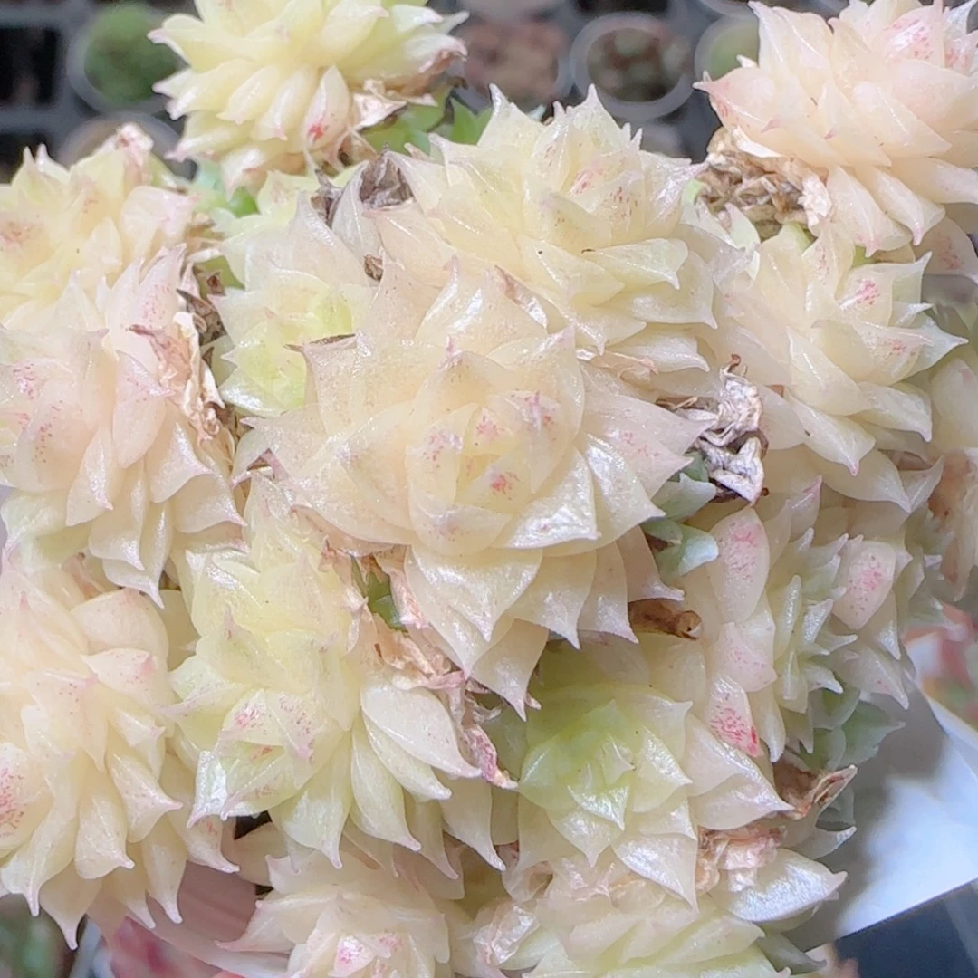 花语逸镜1103-439散