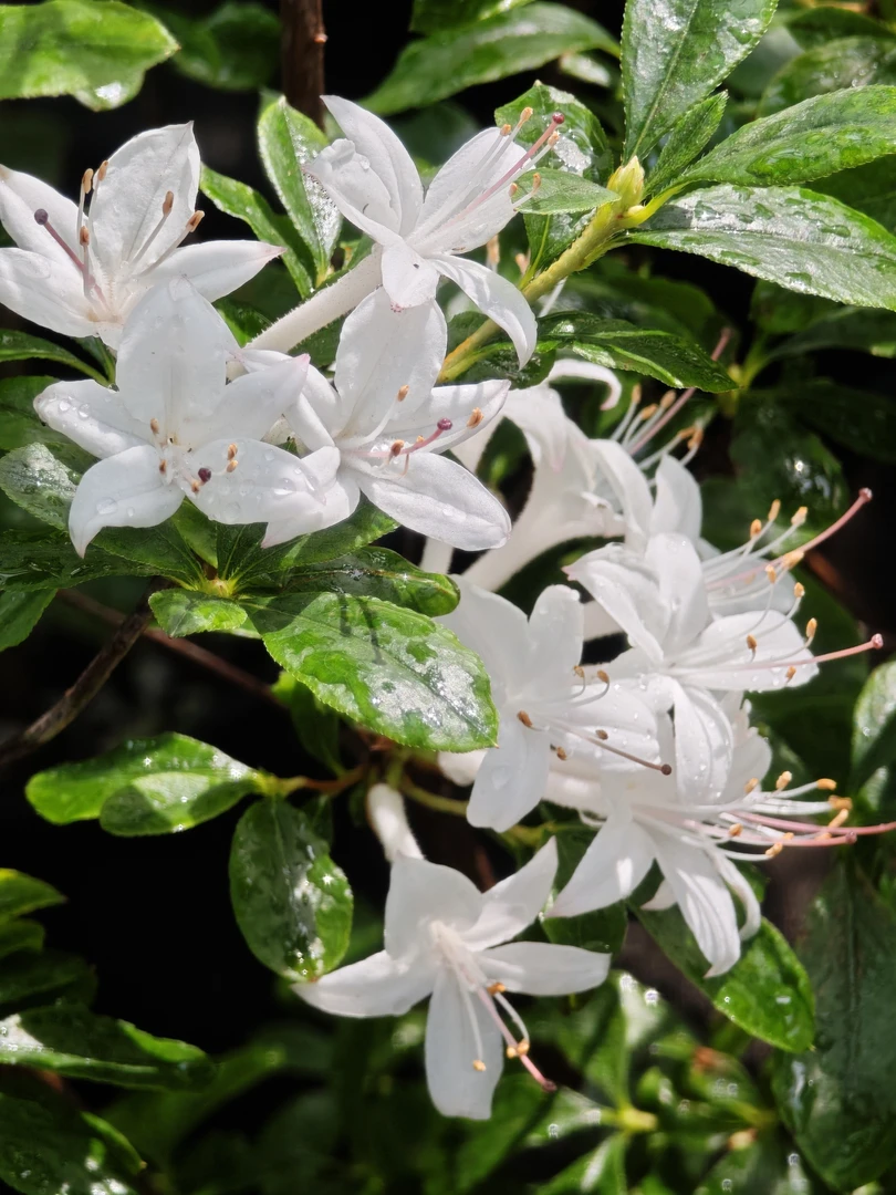 基地进口直发落叶杜鹃——夏日香气