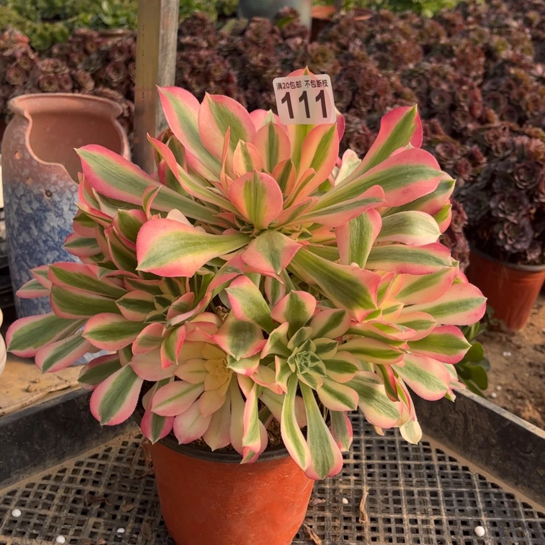 粉女巫111不包断枝