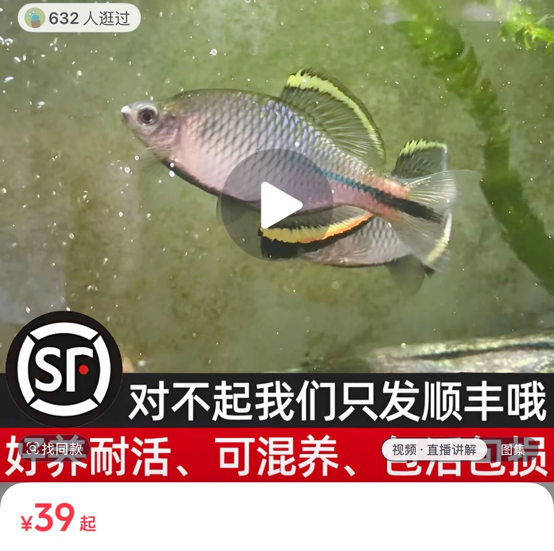 杭州齐氏鱊3条