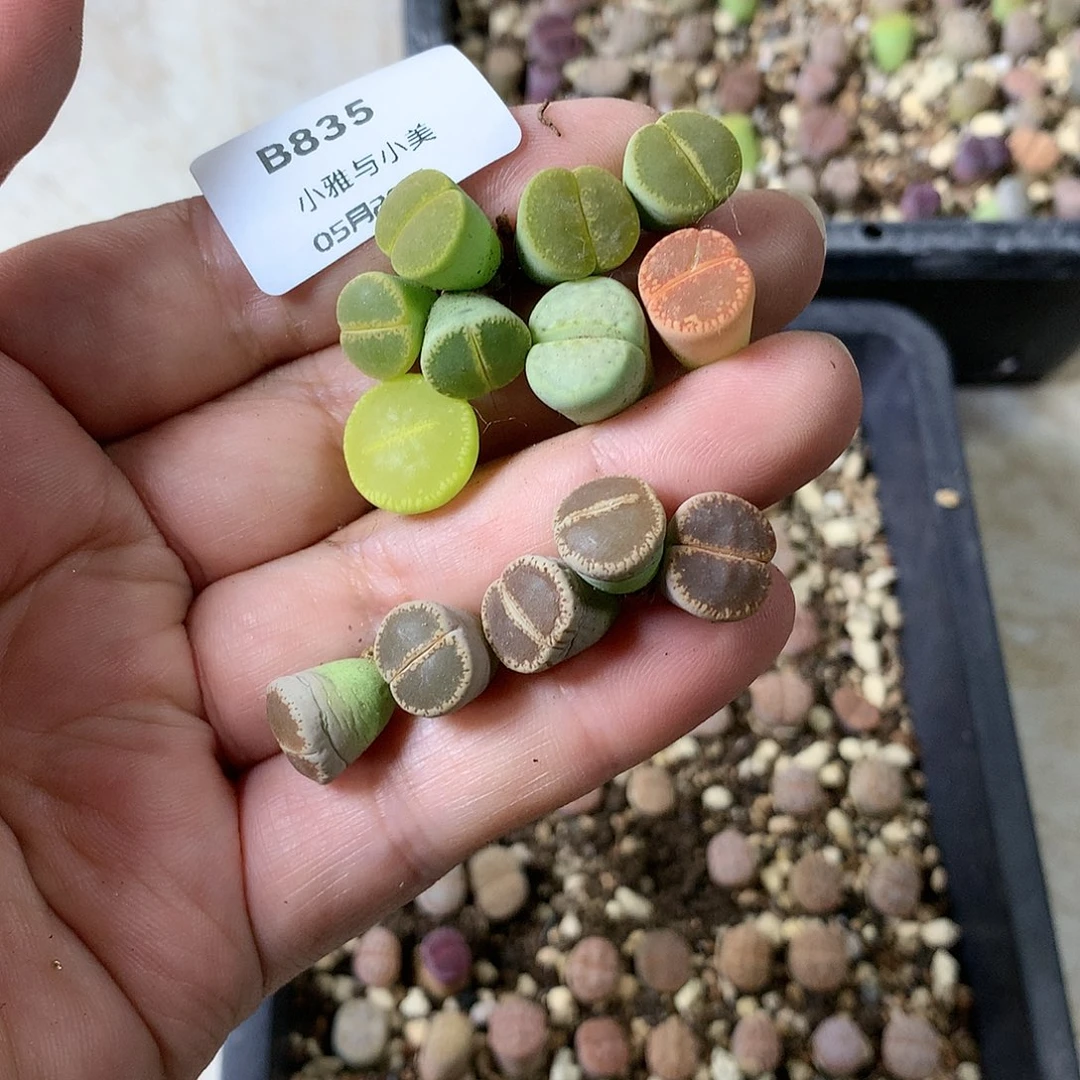 莫***落B835多肉植物保护研究所