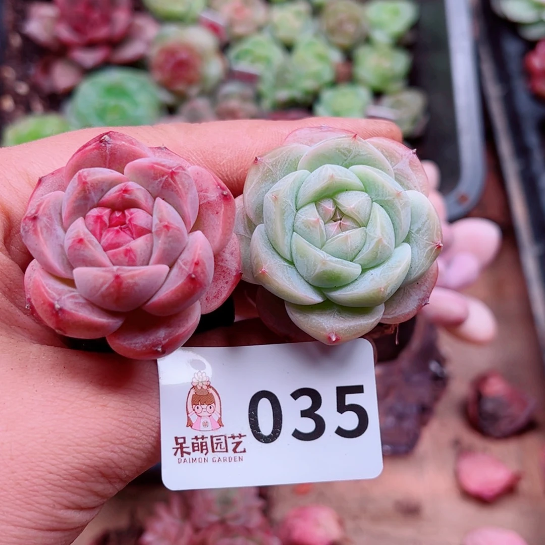 多肉植物多肉植物