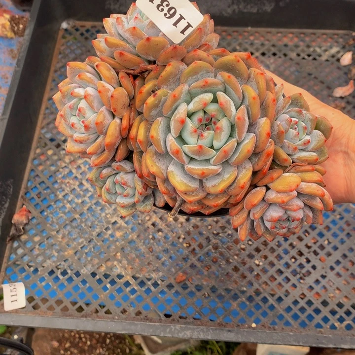 11631飘之嗯嗯嗯嗯嗯嗯好喜欢