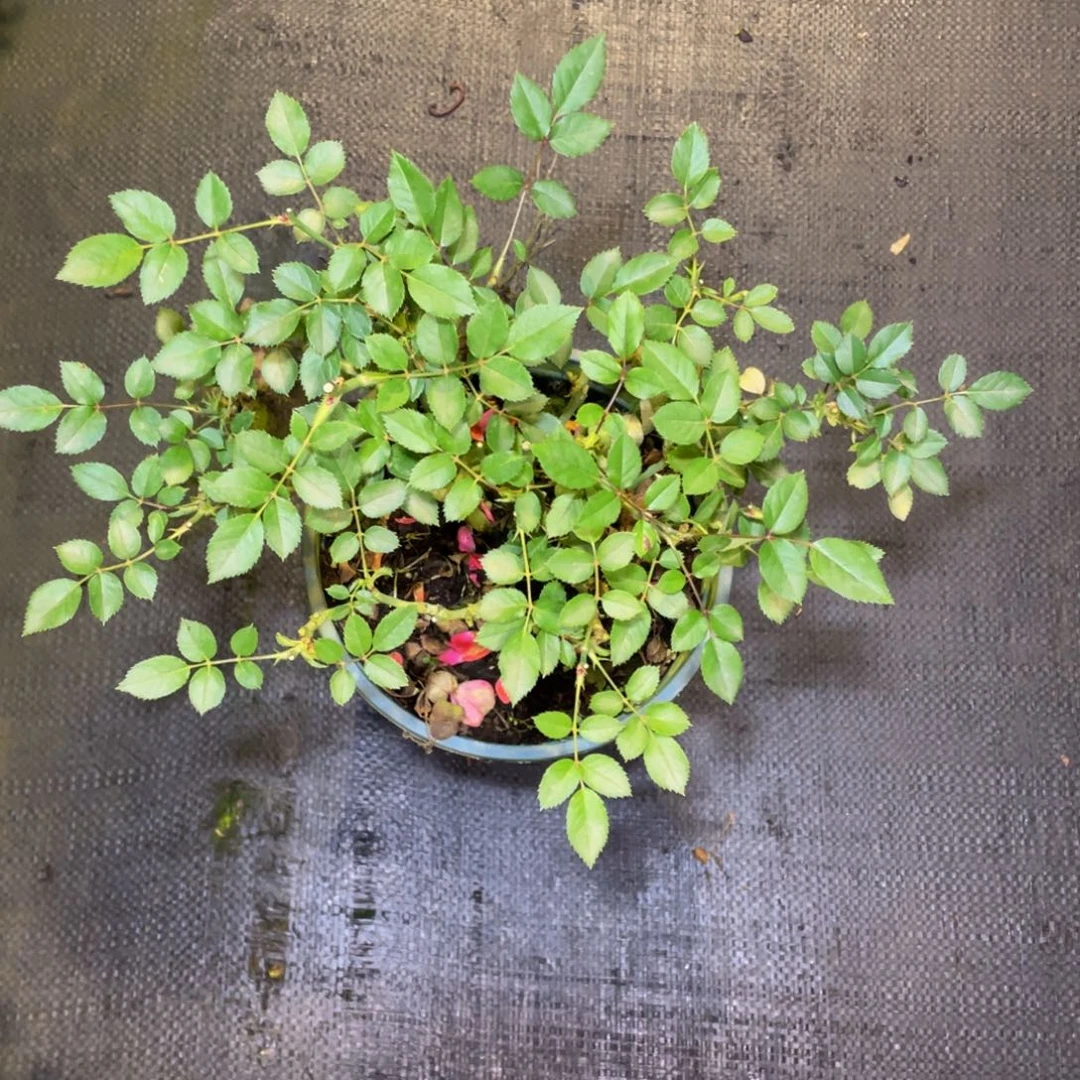 无花朵朱红姬福利苗