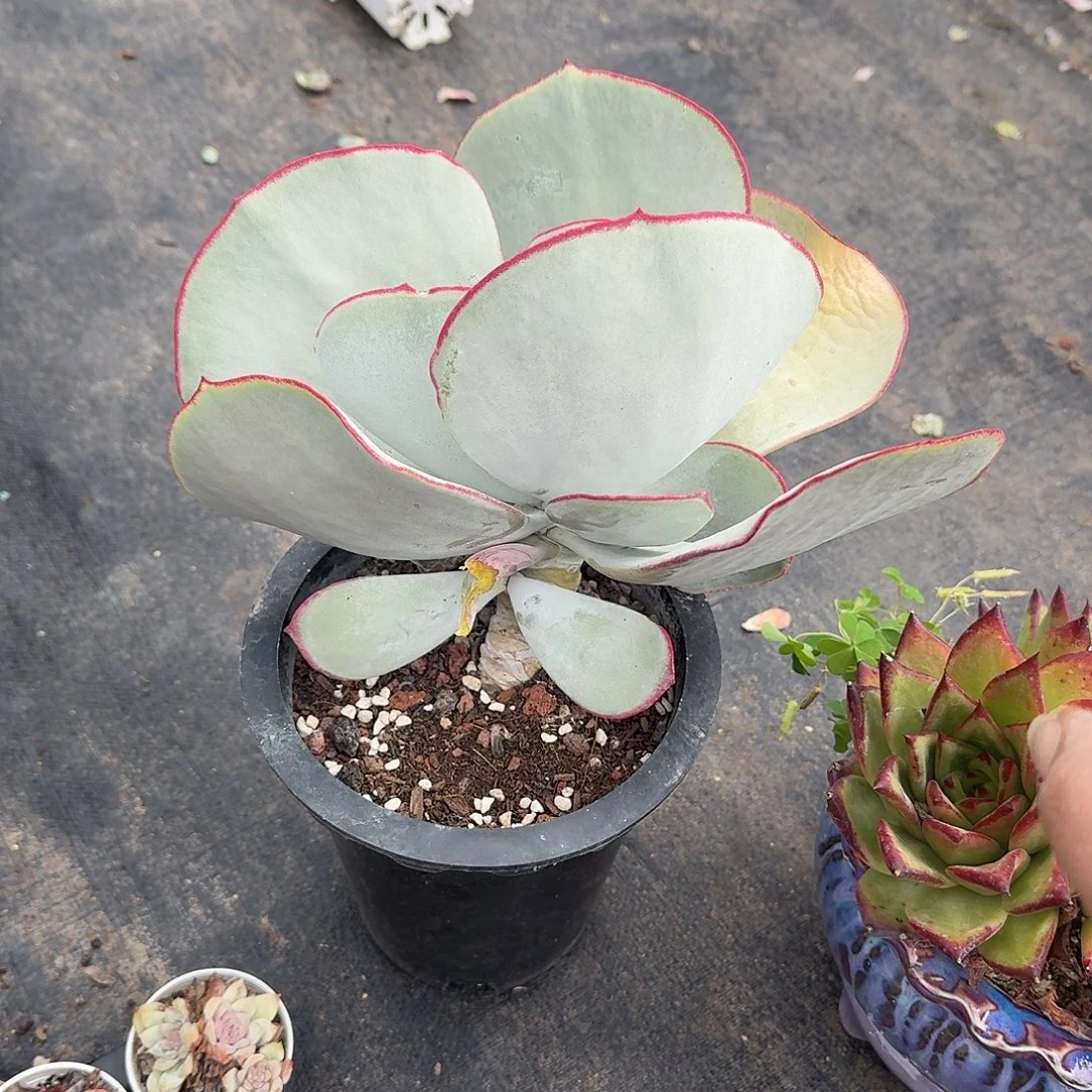 特大号白眉老庄多肉植物