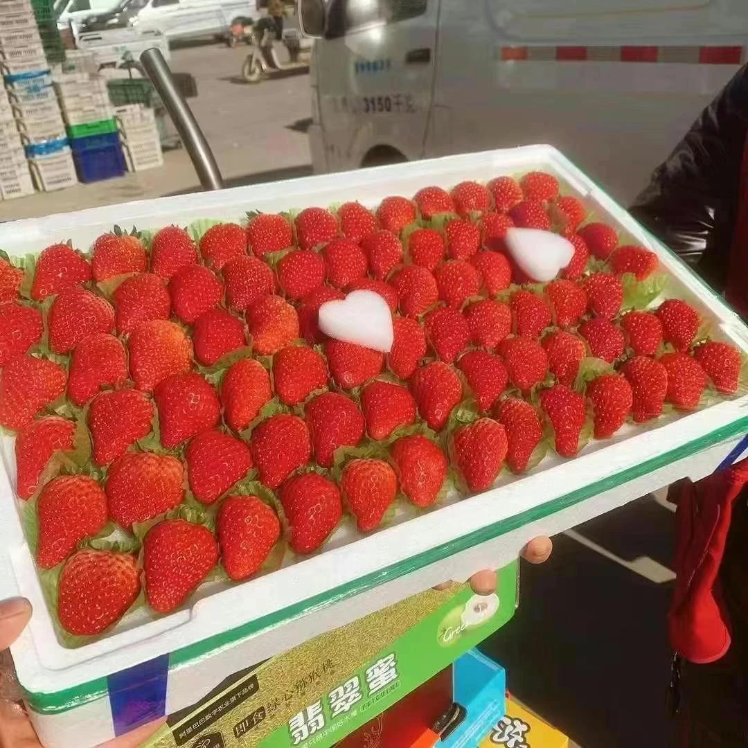 【 丹东红颜99奶油草莓】6颗*13排/箱，这是一款生长在东北寒冬里的草莓，唤作红颜；“她”有着软糯香甜的口感