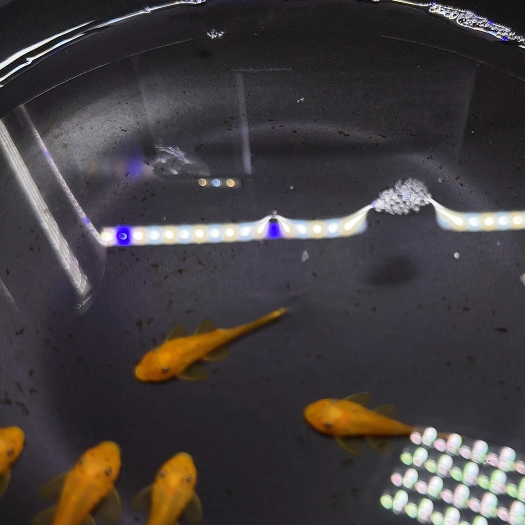 孔雀鱼黄金胡子六条