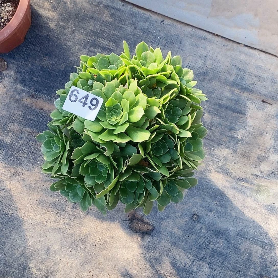 649绿玫瑰冠服20公分