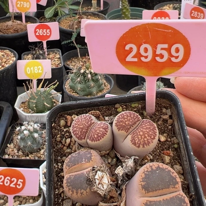 生石花两个双头一盒2959