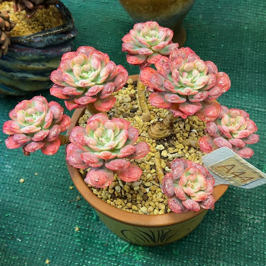 雨滴，，，，，，，，，，，，，，