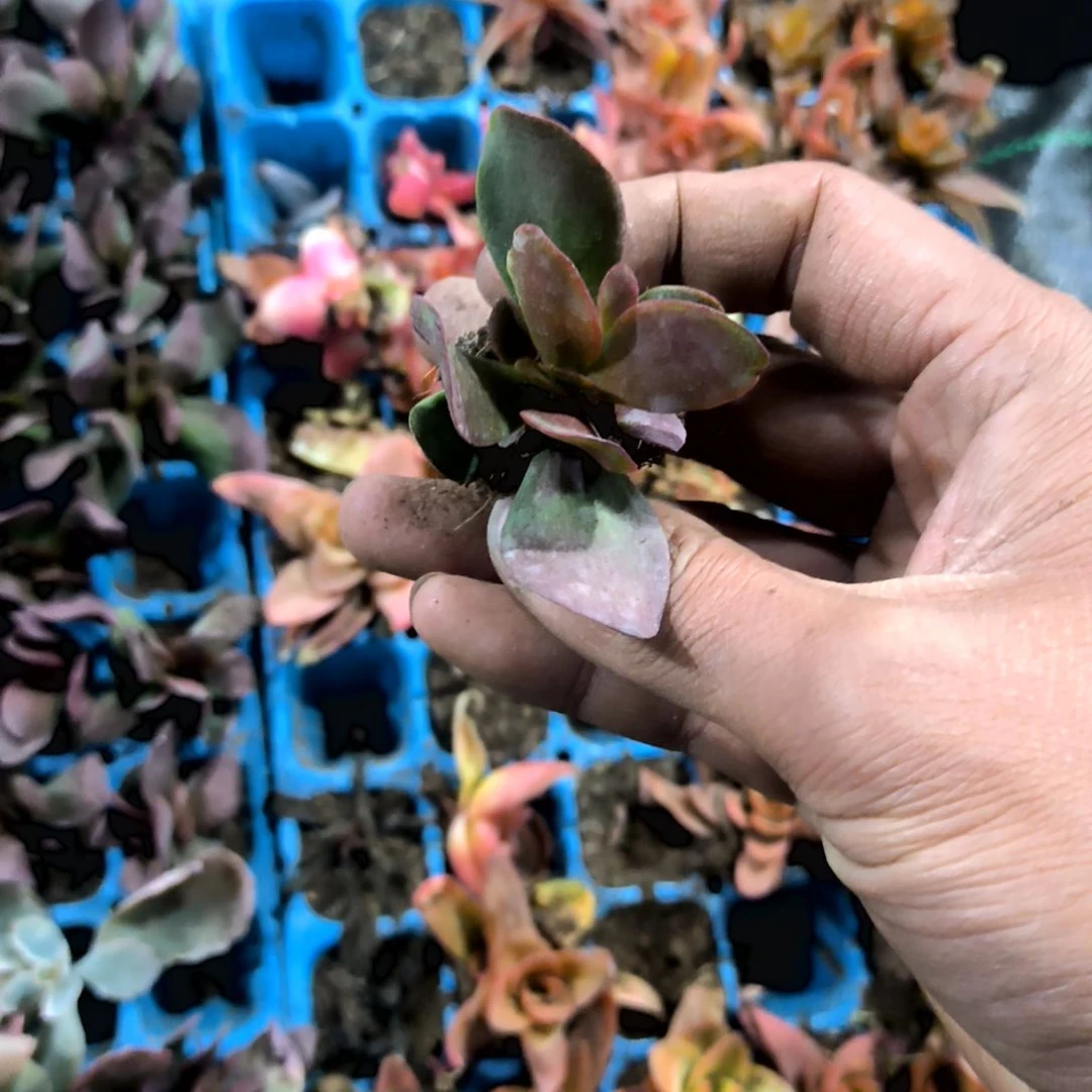 满6元包邮，紫蝶一颗